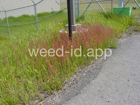 sorrel, red